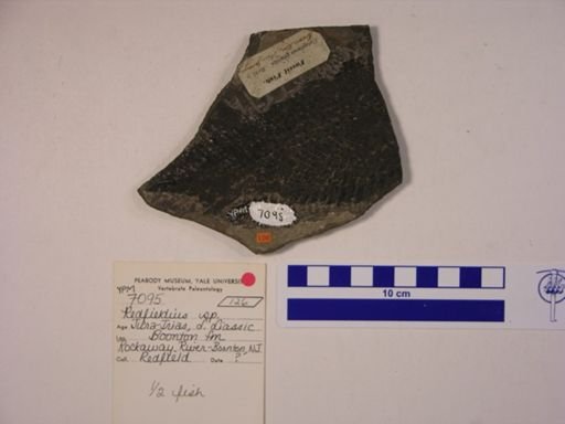 Redfieldia sp.
