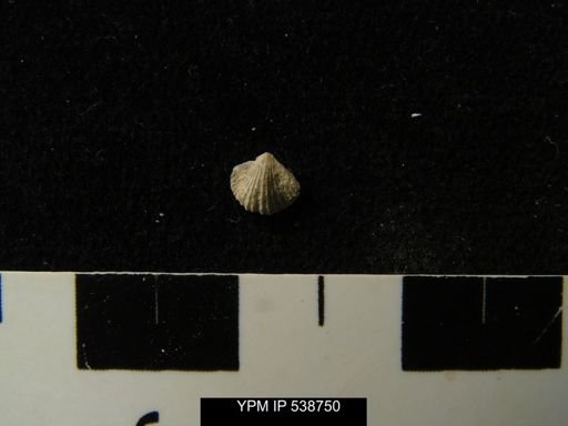 Zygospira sp.