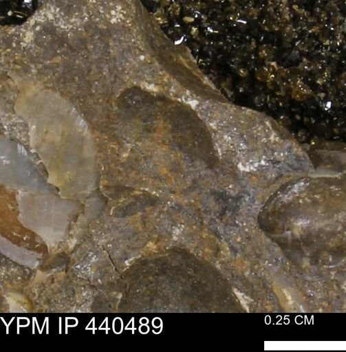 Protocardia subquadrata