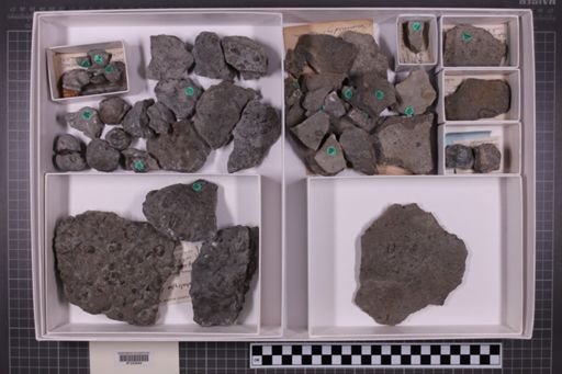 mixed taxa, stratigraphic collection
