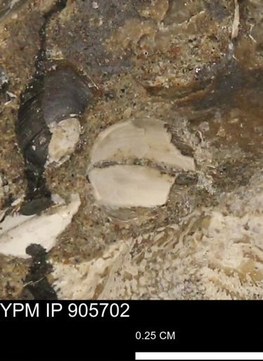 Corbulamella sp.