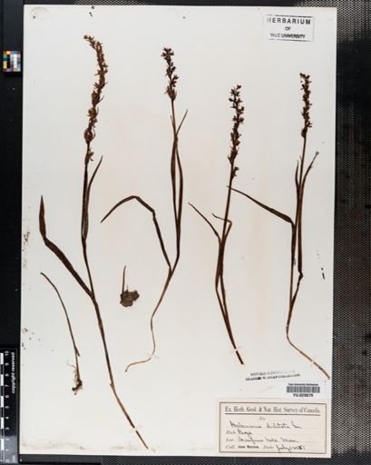 Habenaria