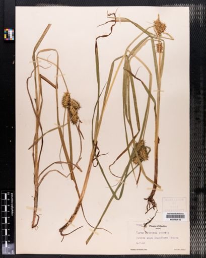 Carex retrorsa