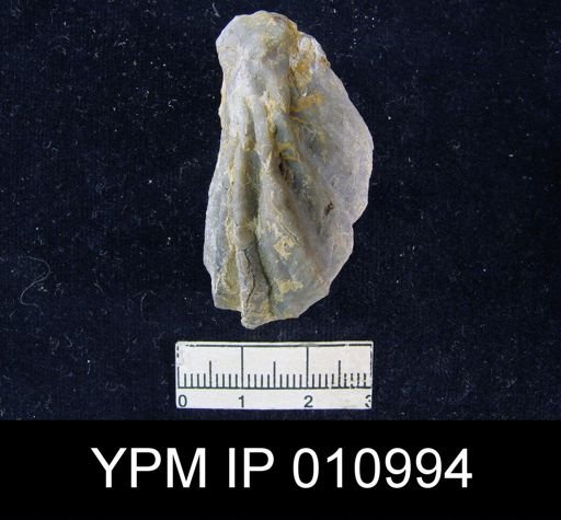 Meekella difficilis