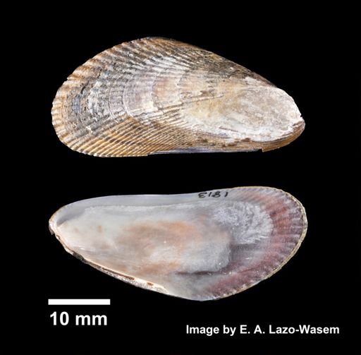 Geukensia demissa