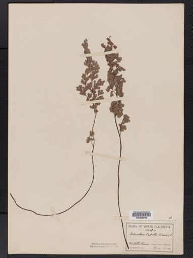 Plantae