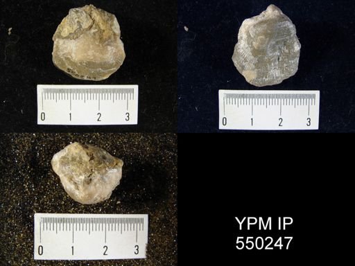 Streptorhynchus sp.