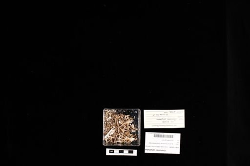 Chamaeleo calyptratus