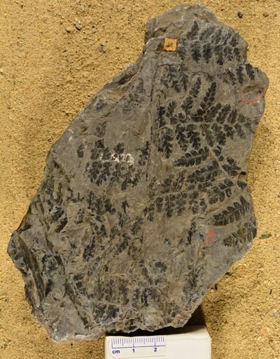 Pecopteris arpera