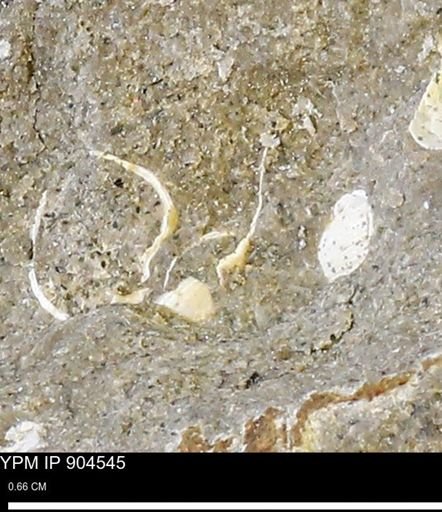 undet. Bivalvia