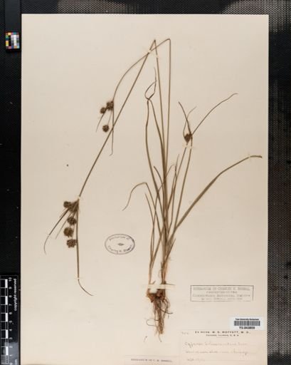 Cyperus schweinitzii