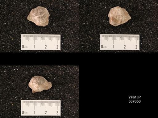 Atrypa marginalis