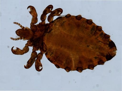 Haematopinus eurysternus