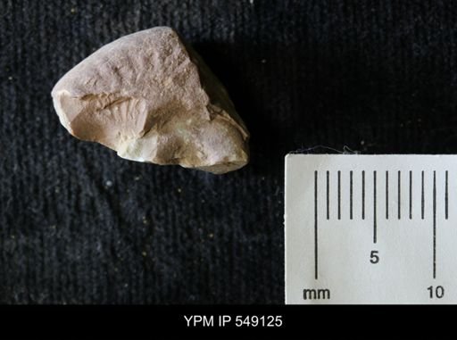 undet. Ammonoidea
