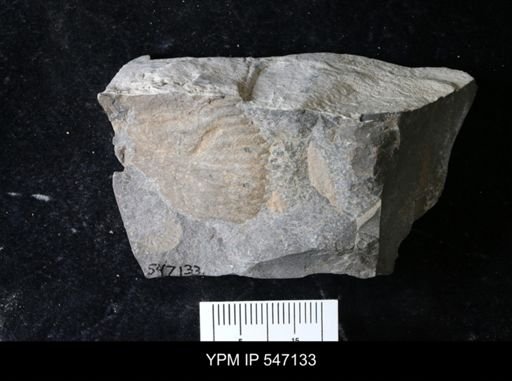 undet. Ammonoidea