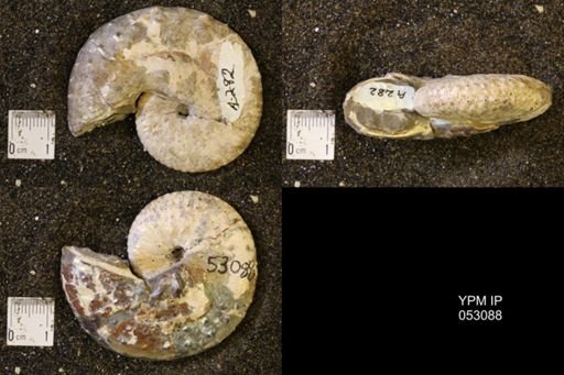 Discoscaphites conradi
