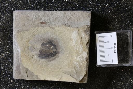 Porifera?