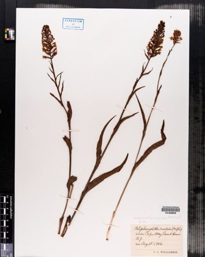 Habenaria