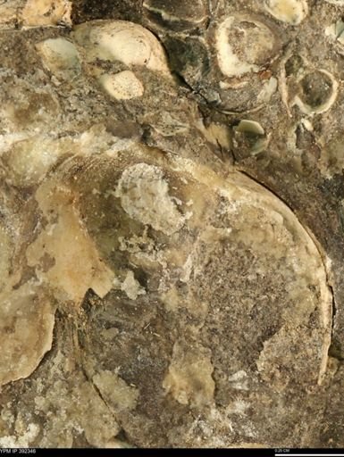Protocardia subquadrata