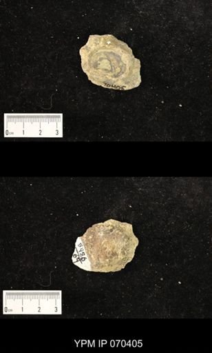 Heliolites nucella