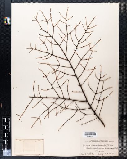 Tsuga canadensis