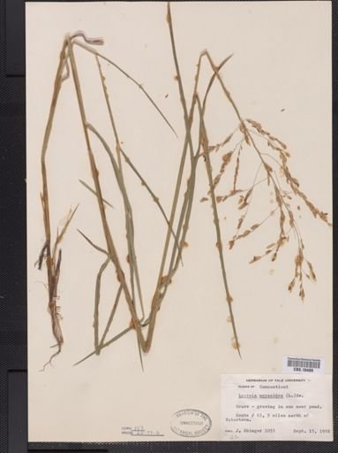 Leersia oryzoides