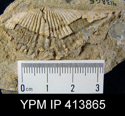 Mucrospirifer sp.