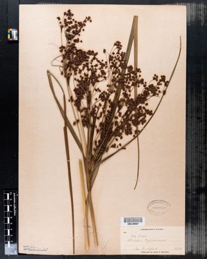 Scirpus cyperinus