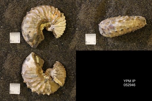 Discoscaphites gulosus