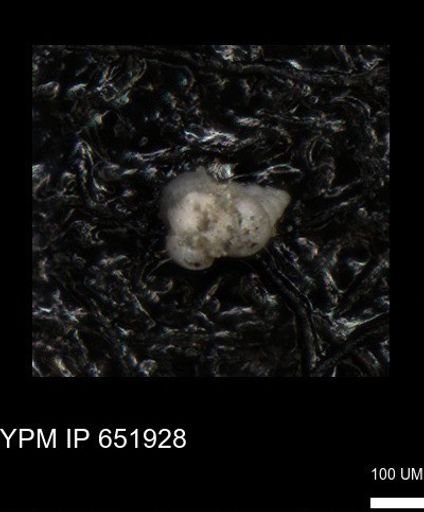 undet. Heterohelicidae