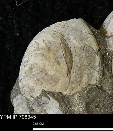 Protocardia