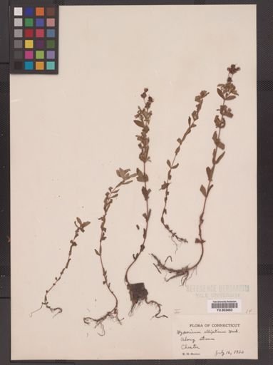 Hypericum ellipticum