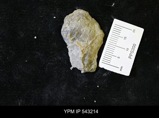 undet. Bryozoa