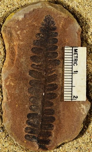 Pecopteris