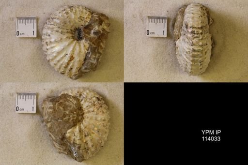 Discoscaphites sp.