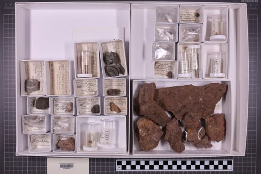 mixed taxa, stratigraphic collection