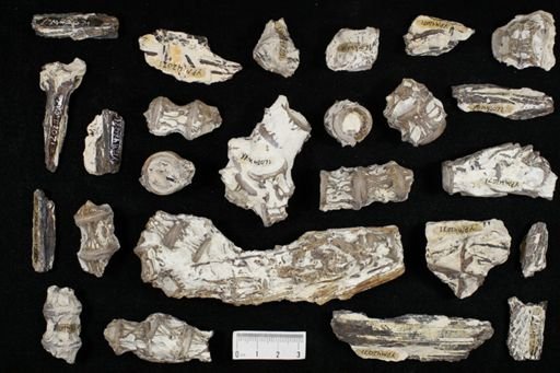 undet. Actinopterygii