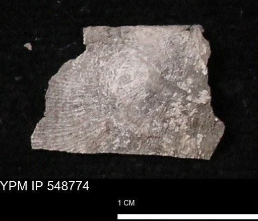 Stropheodonta perplana