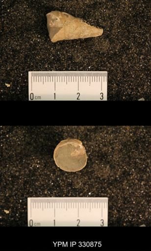 Meekospira peracuta choctawensis