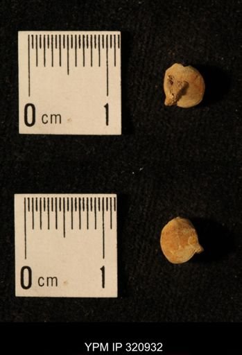 Dielasma elongatum