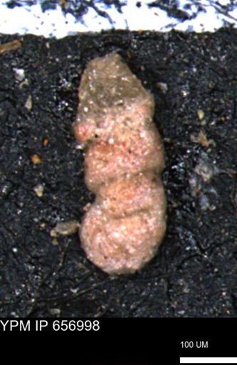 Ammobaculites euides