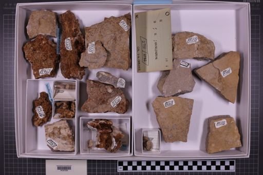 mixed taxa, stratigraphic collection