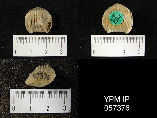 Uncinulus lindenensis