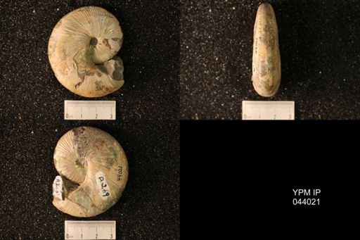 Hoploscaphites nicolletii