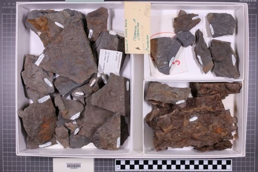 mixed taxa, stratigraphic collection