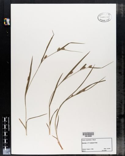Carex amphibola