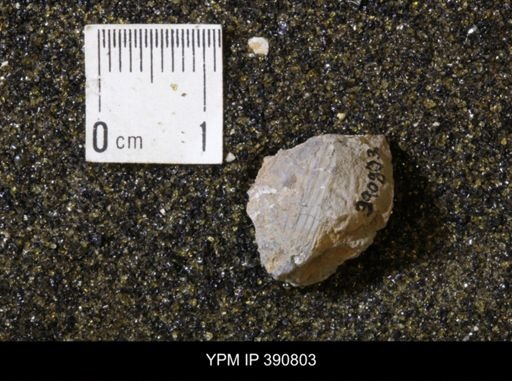 undet. Scaphitidae