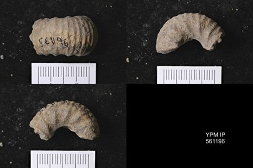 Scaphites sp.