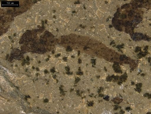 taxon undetermined