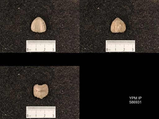 Rhynchotrema capax